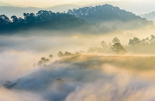 Foggy Mountain Wall Murals