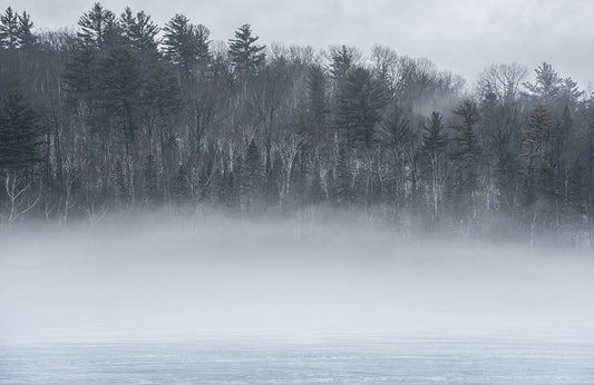 Foggy Woods Wall Murals