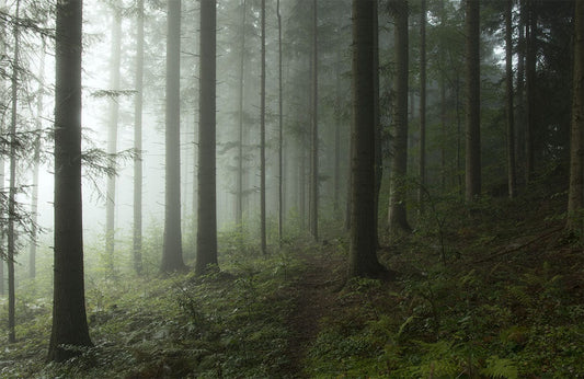 Forest Hillside Wall Murals