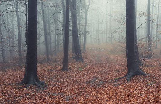 Forest Leaves Wall Murals