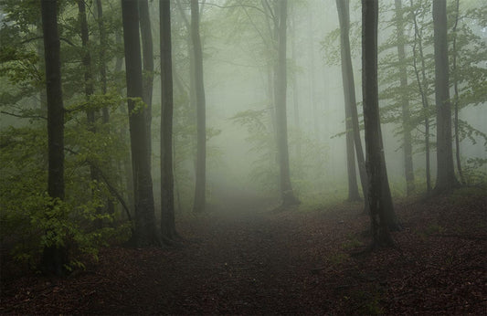 Forest Maze Wall Murals