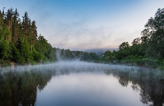 Forest Reflection Wall Murals