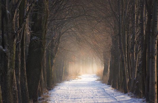 Forest Snow Path Wall Murals