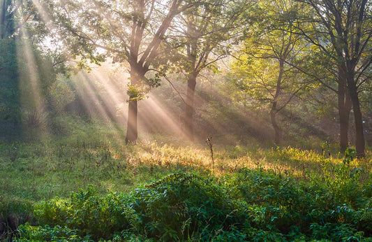 Forest Sun Rays Wall Murals