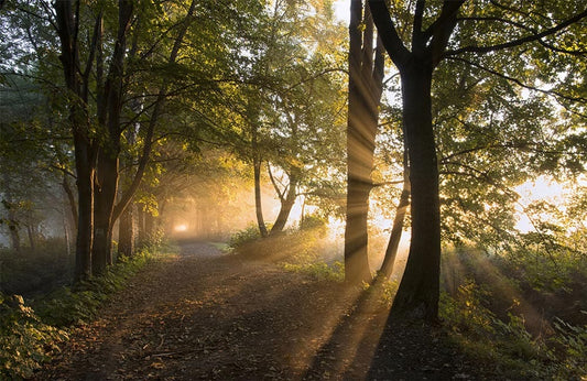 Forest Sunshine Wall Murals