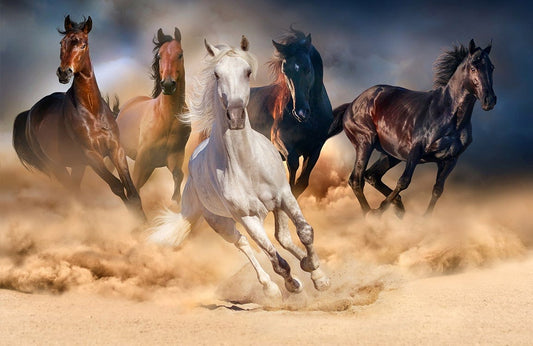 Gallop Wall Murals