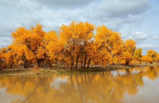 Golden Autumn Wall Murals