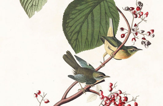 Lovely Birds Wall Murals