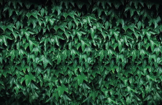 Green Maple Leaf Wall Murals
