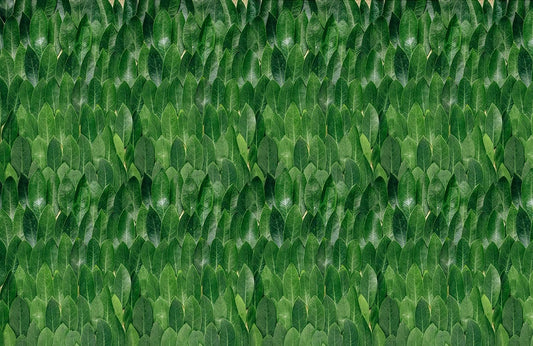 Fresh Leaves Wall Murals