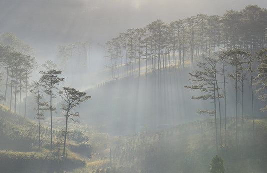 Hazy Forest Wall Murals