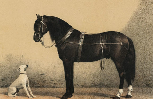 Horse and Dog Wall Murals