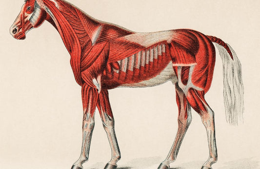 Horse Muscle Wall Murals