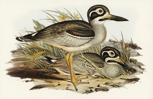 Large Billed Plover Wall Murals