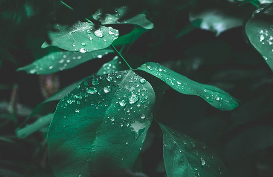 Raindrops On Leaf Wall Murals