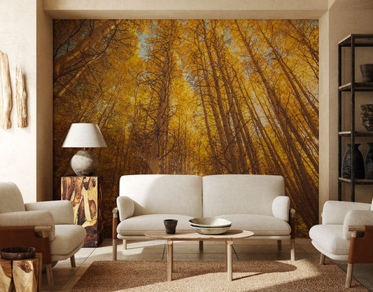 Looking up Autumn Birches Wall Murals