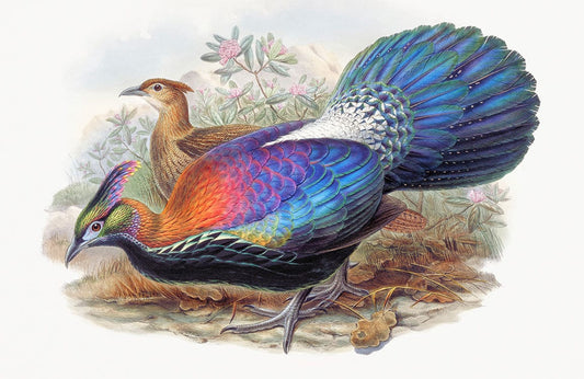 lophophorus l'Huysi Wall Murals