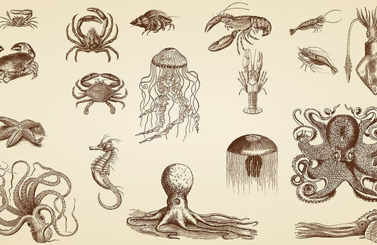 Marine Animal Wall Murals