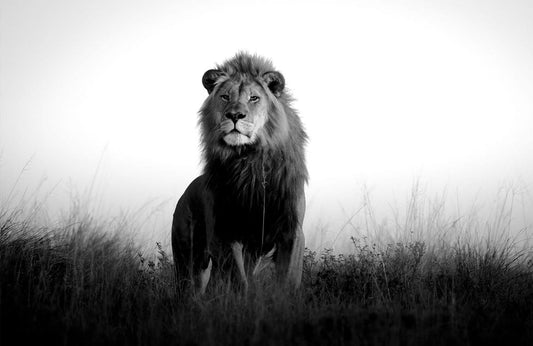 Mighty Lion Wall Murals