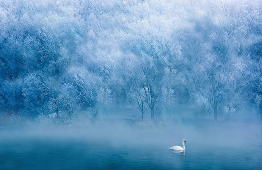 Swan Lake Wall Murals