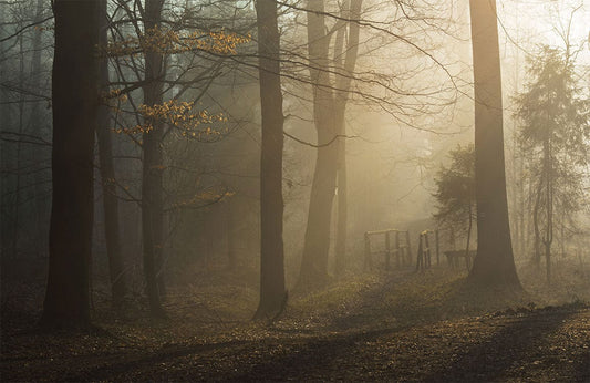 Morning Forest Wall Murals