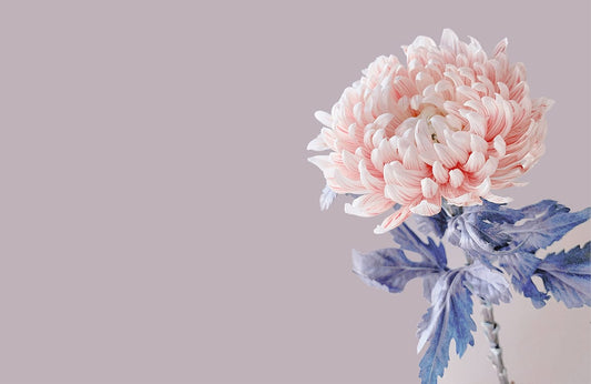 Pink Chrysanthemum Wall Murals