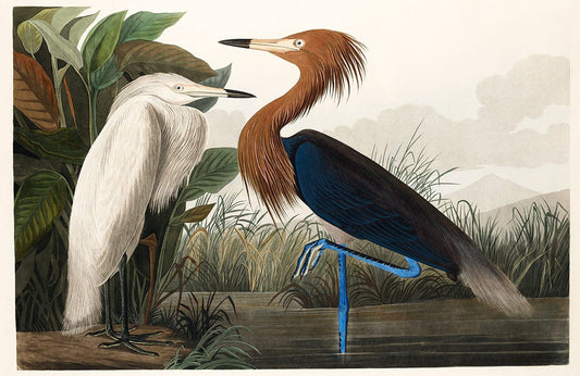 Purple Heron Wall Murals