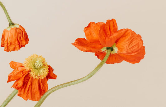Orange Poppy Flowers Wall Murals