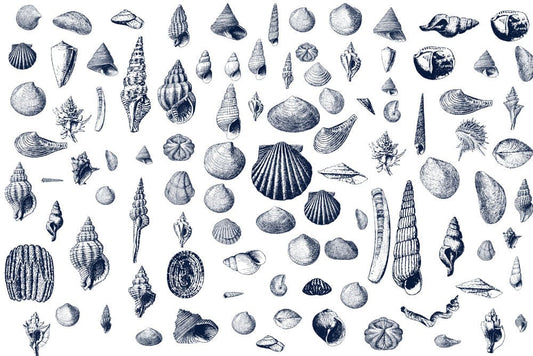 Seashell Specimen Wall Murals