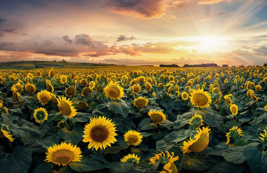 Sunflower Wall Murals