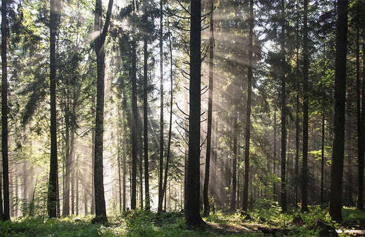 Sunshine Through Forest Wall Murals