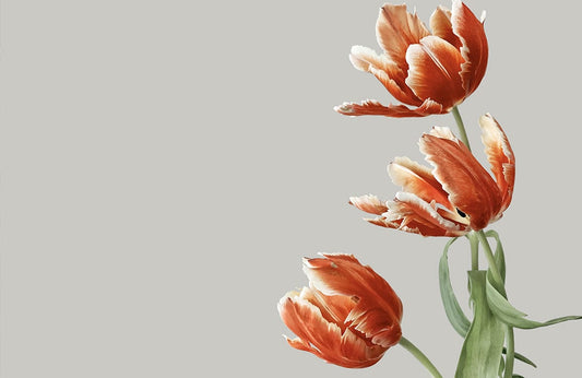 Tulip Flowers Wall Murals