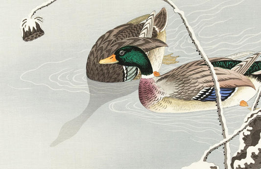 Two Mallards Wall Murals