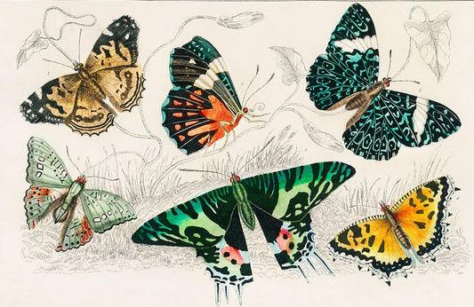 Various Butterflies ll Wall Murals