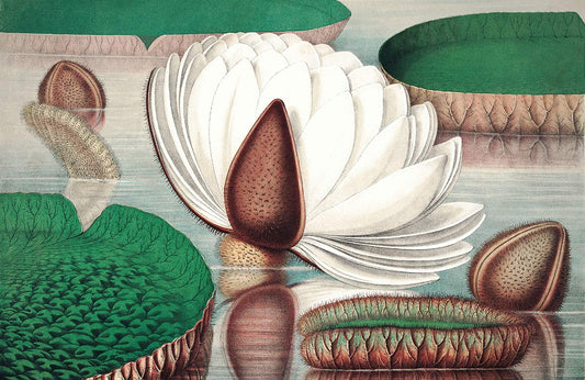 Victoria Rejia lll Wall Murals