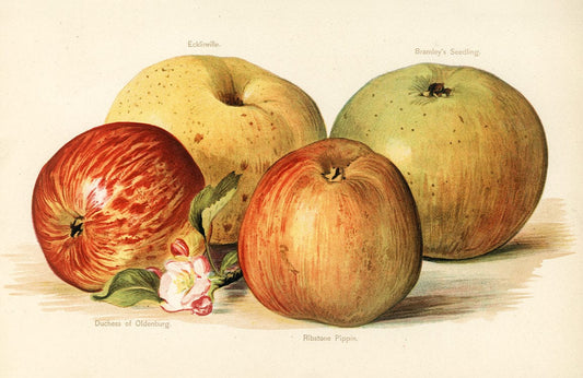 Vintage Apples Wall Murals