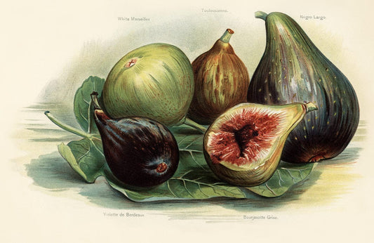Vintage Fig Wall Murals