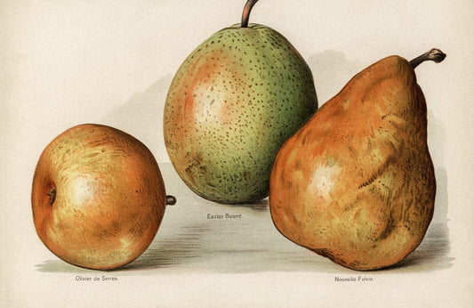 Vintage Pears Wall Murals