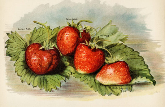 Vintage Strawberry Wall Murals