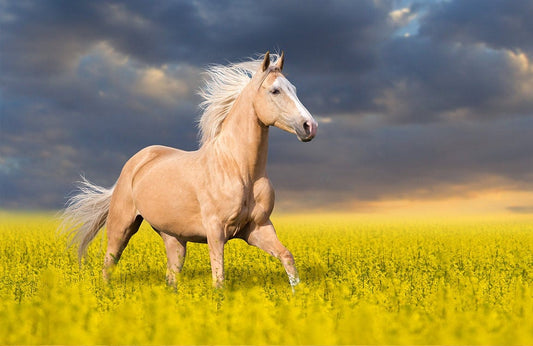 Palomino Horse Wall Murals