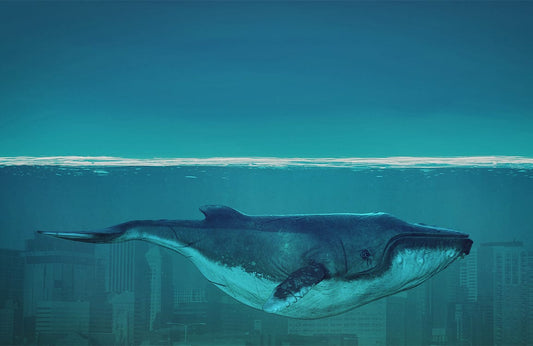 Whale in Ocean City Wall Murals