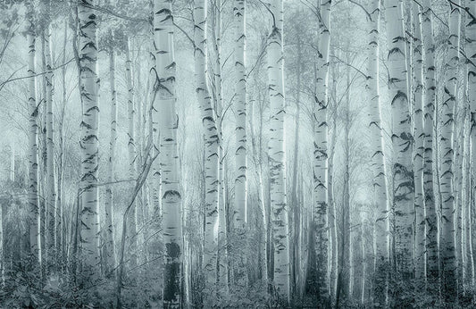 Frost Forest Wall Murals