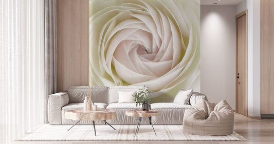 White Rose Bud Wall Murals